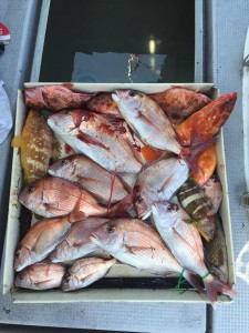 LUZ PLAYA　ルスプラージャ 釣果