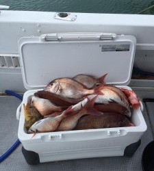 LUZ PLAYA　ルスプラージャ 釣果