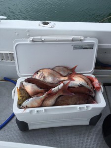 LUZ PLAYA　ルスプラージャ 釣果