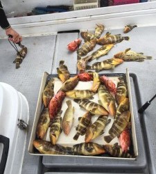 LUZ PLAYA ルスプラージャ 釣果