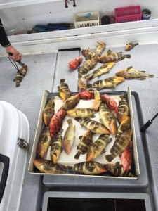 LUZ PLAYA ルスプラージャ 釣果