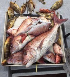 LUZ PLAYA ルスプラージャ 釣果