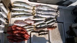 さぶろう丸 釣果