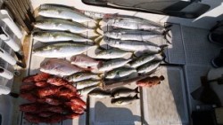 さぶろう丸 釣果