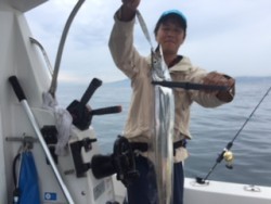 シーマジカル 釣果