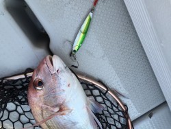 オーシャンキッズ 釣果