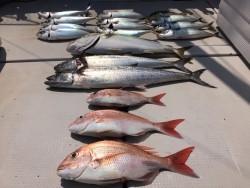 オーシャンキッズ 釣果