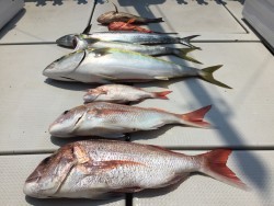 オーシャンキッズ 釣果