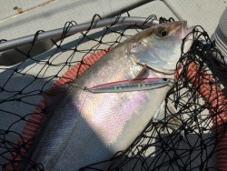 オーシャンキッズ 釣果