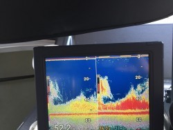 オーシャンキッズ 釣果