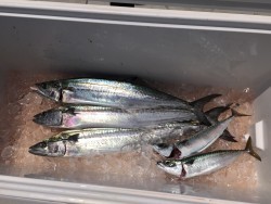 オーシャンキッズ 釣果