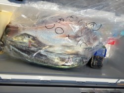 オーシャンキッズ 釣果