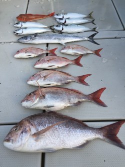 オーシャンキッズ 釣果
