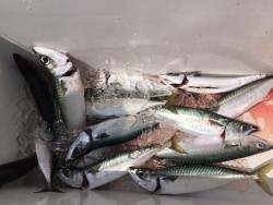 オーシャンキッズ 釣果