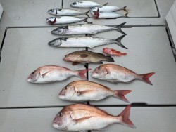 オーシャンキッズ 釣果