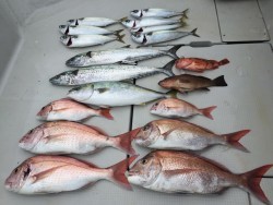 オーシャンキッズ 釣果