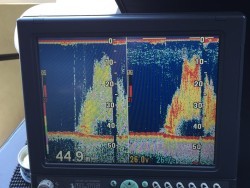 オーシャンキッズ 釣果