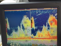 オーシャンキッズ 釣果