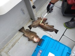 オーシャンキッズ 釣果