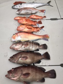 オーシャンキッズ 釣果