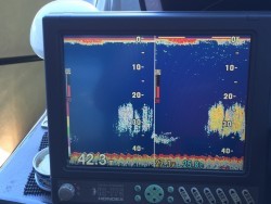 オーシャンキッズ 釣果