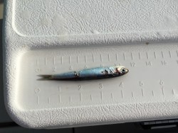 オーシャンキッズ 釣果