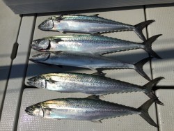 オーシャンキッズ 釣果