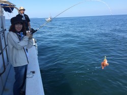 リトルワン 釣果