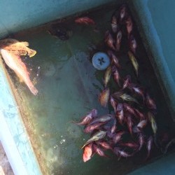 リトルワン 釣果