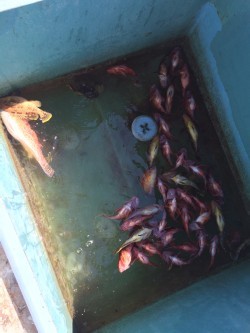 リトルワン 釣果