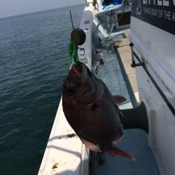 リトルワン 釣果