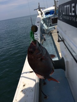 リトルワン 釣果