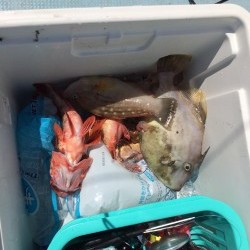 リトルワン 釣果