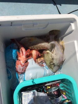 リトルワン 釣果