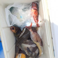 リトルワン 釣果