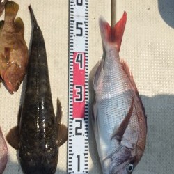 リトルワン 釣果