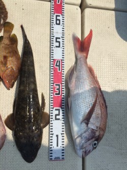 リトルワン 釣果