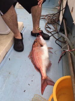 リトルワン 釣果