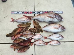 リトルワン 釣果