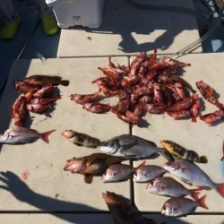 リトルワン 釣果