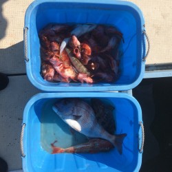 リトルワン 釣果