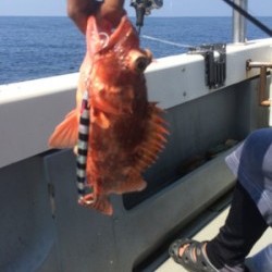 リトルワン 釣果