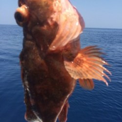 リトルワン 釣果