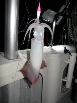 Aquanaut(アクアノート) 釣果