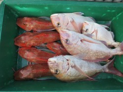 アジアマリンサービス 釣果