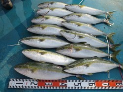 アジアマリンサービス 釣果