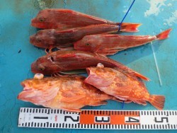 アジアマリンサービス 釣果