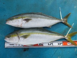 アジアマリンサービス 釣果