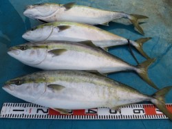 アジアマリンサービス 釣果