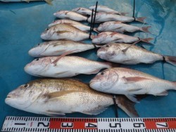 アジアマリンサービス 釣果